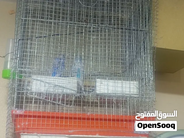 طيور حب هوجو رومو
