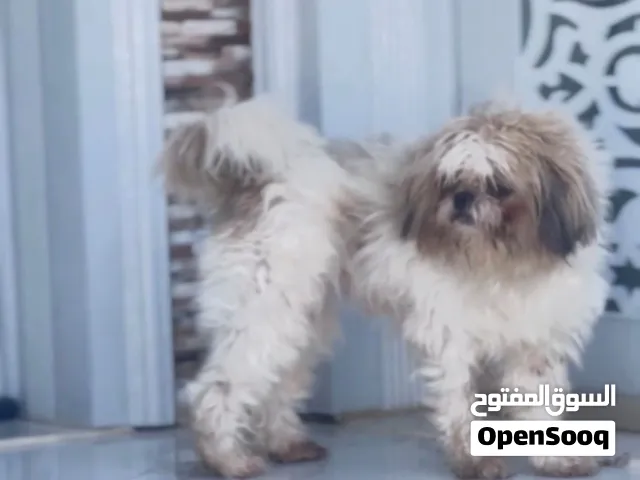 تيشرو للبيع أو البدل مع طيور