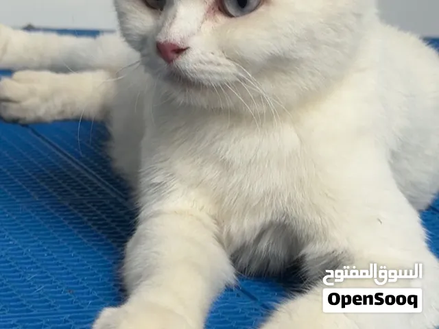 لتبني سكوتش فولد حامل