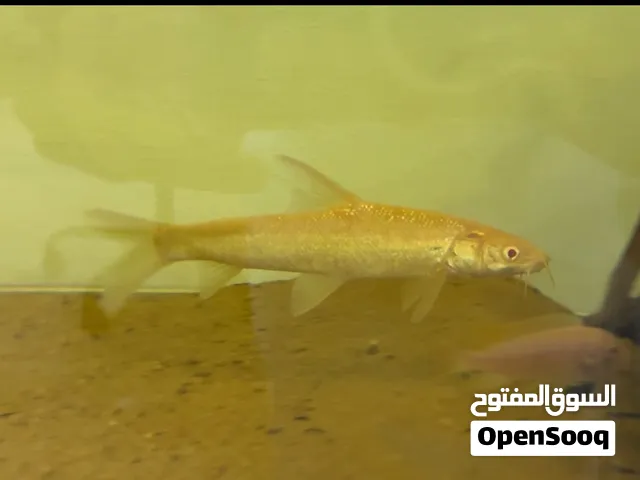 Golden capito 4-5 inch For sale