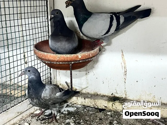 للبيع زاجل مع اولادهم وحاليا عندهم بيض ب3 دينار