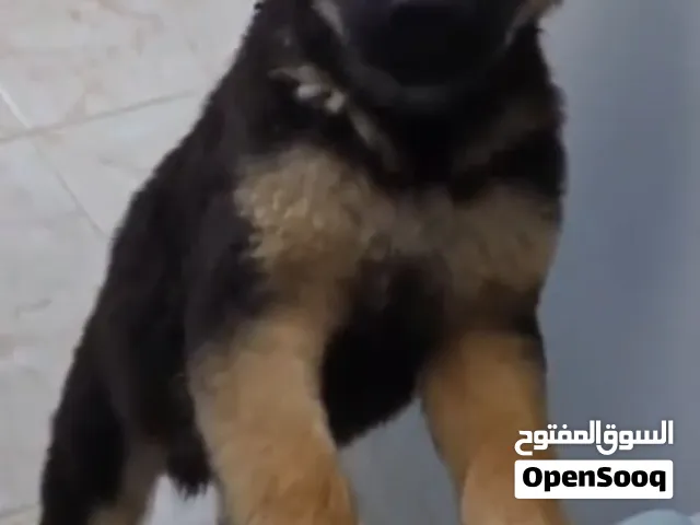 German shepherd pappy 4 months vaccinated rebiz dewormed with passport