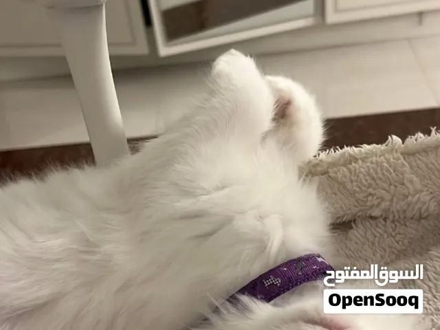 قطه انثى صغيره عمرها شهرين ونص تقريبا