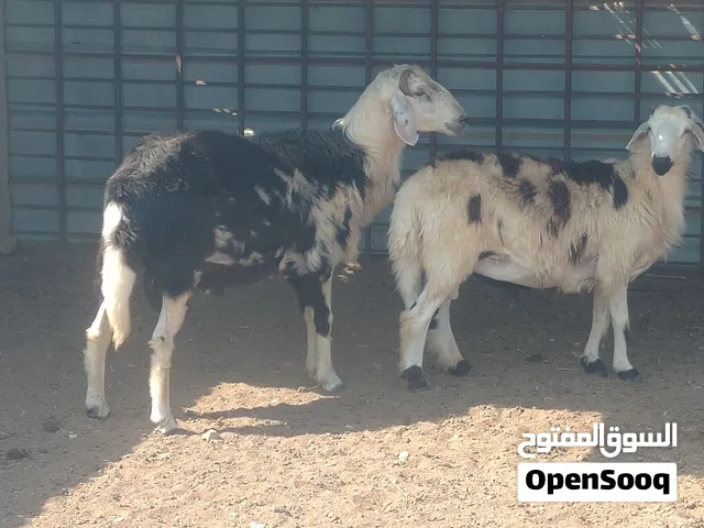 حلال للبيع نوع كبشان العدد 2 العمر سنه و سبعة شهور لحلال خالي من جميع العذاريب يصلح لتربيه أو ذبح