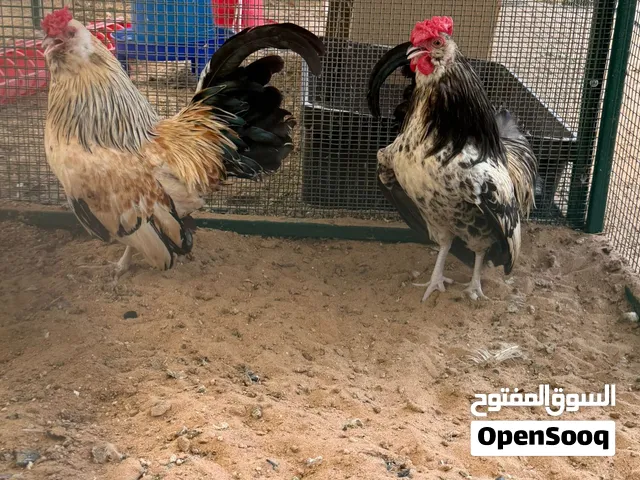 للبيع ديكين جابانيز للزينة