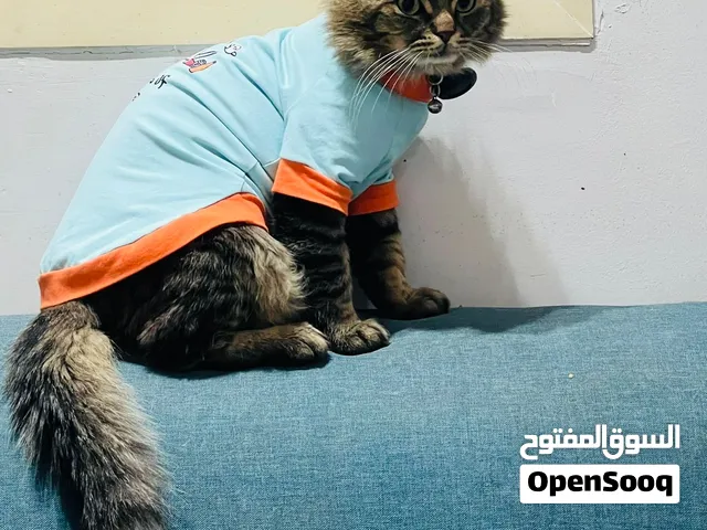 500 sr because iam moving flat Full vaccinated and I have a passport also