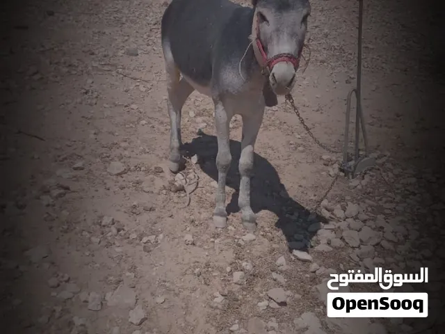 حمار غنم مطبع ركوب وقود