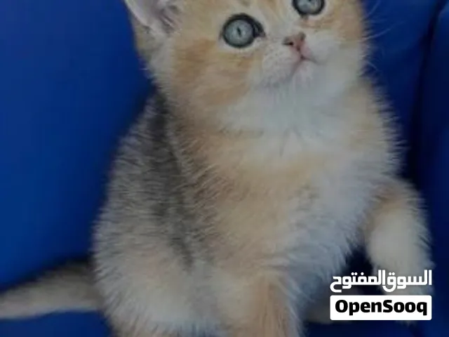 برتش شورت هير بلو قولدن ( نادر )