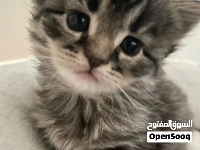 قطة صغيره نشيطة و مطعمه