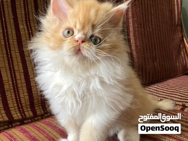 كيتن بيرشن (شيرازي بيكي فيس بيور ريد باي كولور) ولد تقليب عالي جداً