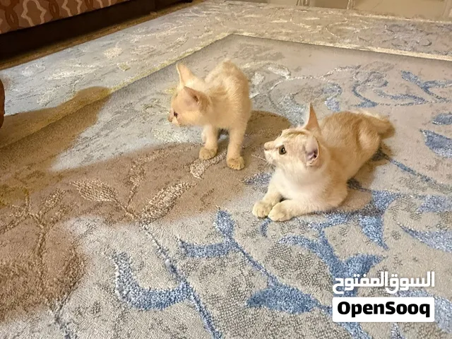 للبيع سنورين ذكور ثانين