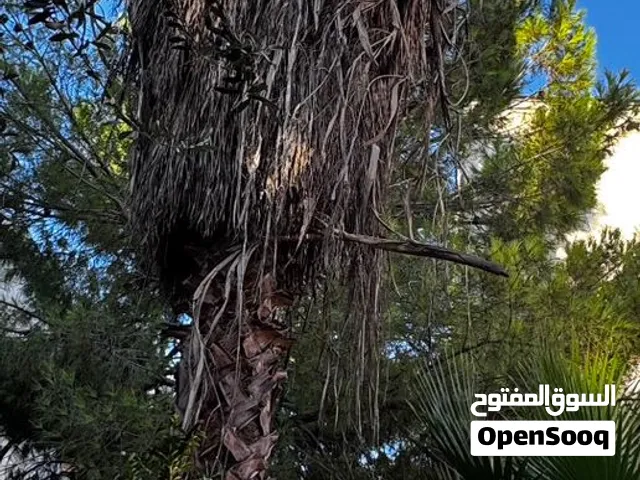شجرة نخيل للبيع