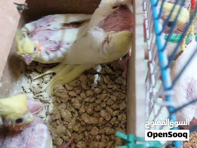 ببغاء كروان اصفر