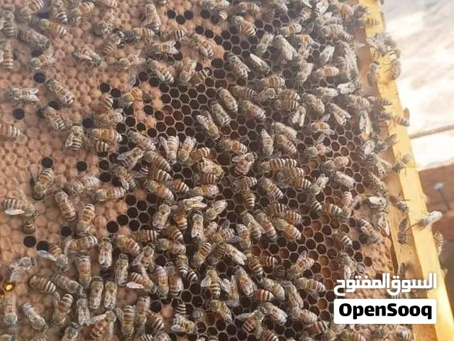 خلايا عسل جاهزه لموسم السدر البرواز ب7 فقط
