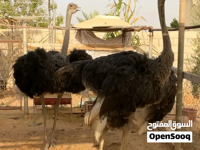 نعام للبيع