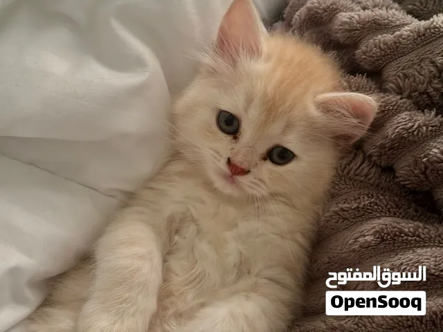 قطط ذكور للبيع