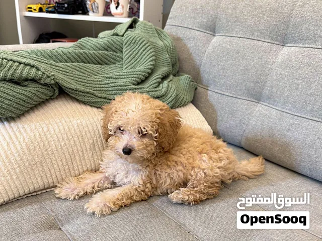 توي بودل ذكر مشمشي 3 أشهر بصحة جيدة  Healthy 3-Month Male Apricot Toy Poodle
