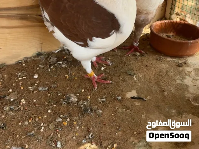 سلام عليكم  البيع حمام  الشكل و أنوع بصحه ممتازه الى له خاطر فيهم يكلمني واتساب فقط