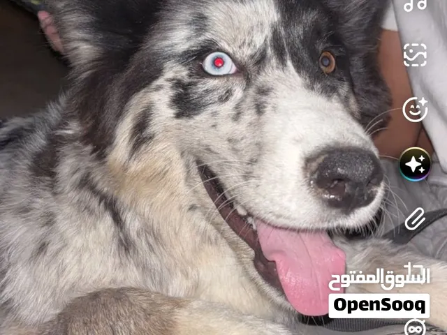 كلب استرلين شيبرد استرالي لون مميز على السوم بيعه سريعه