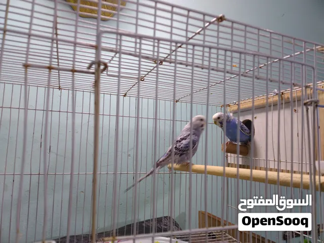 طيور الحب مزاويج مع قفص وحاضننه