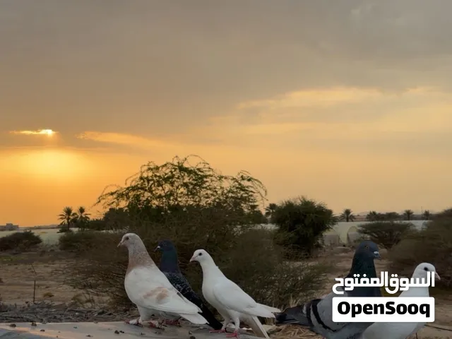 مطلوب حمام 700بيسة