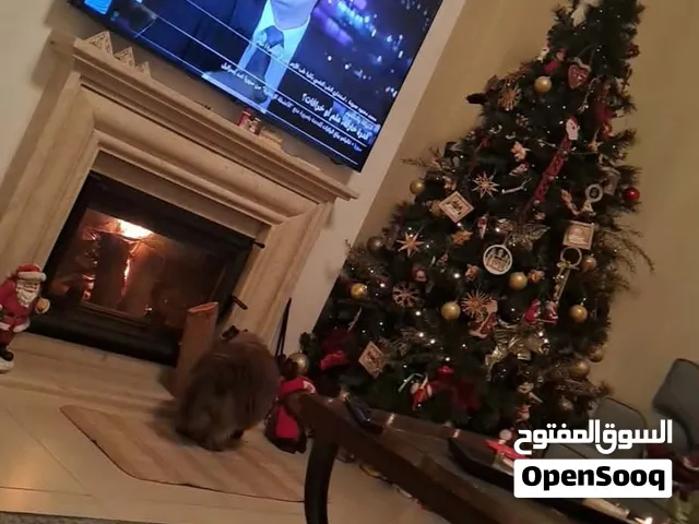شجرة Christmas للبيع قليلة الاستعمال