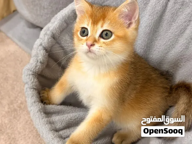 Very rare color kitten Scottish straight pure