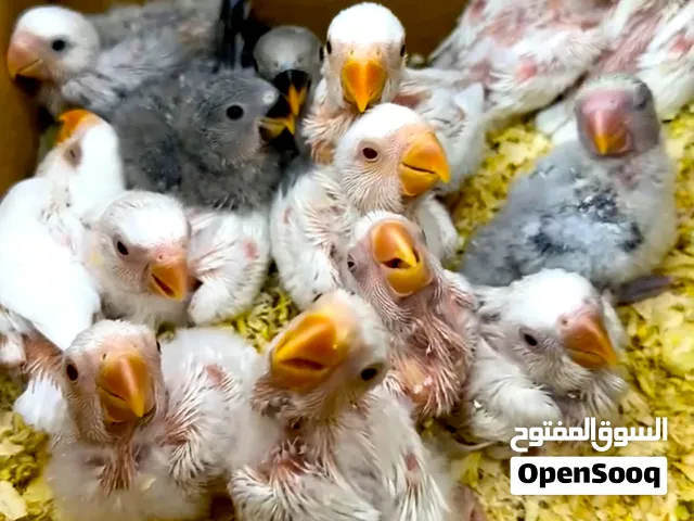 love bird chicks for sale فراخ طيور الحب للبيع