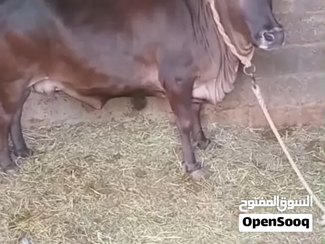 للبيع بقره عمانيه