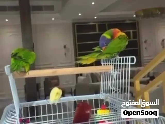 بغباء لوري +بينابل (صن كيور) أليفه الوان نادره جميله