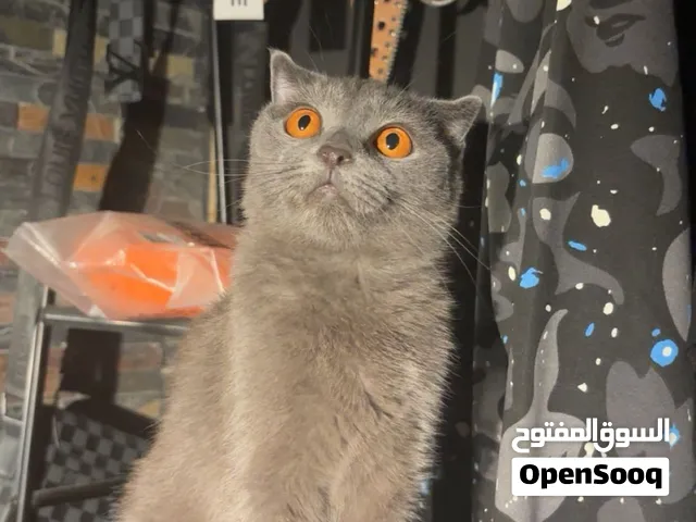 سكوتش تربل فولد انثى