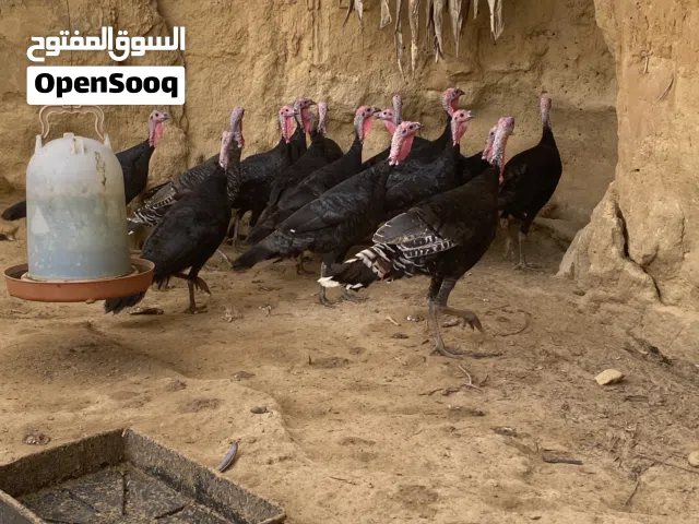 دنون للبيع 14 انثي وذكر العمر 8 شهور
