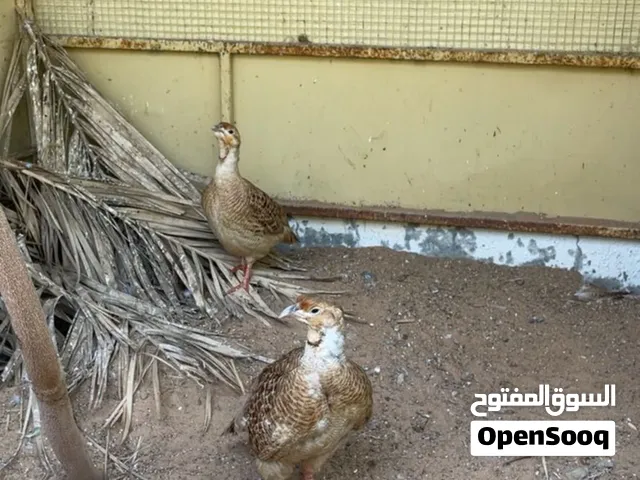 للبيع زوج صفارد منتجين صحتهم طيبه ما يشكو من شي