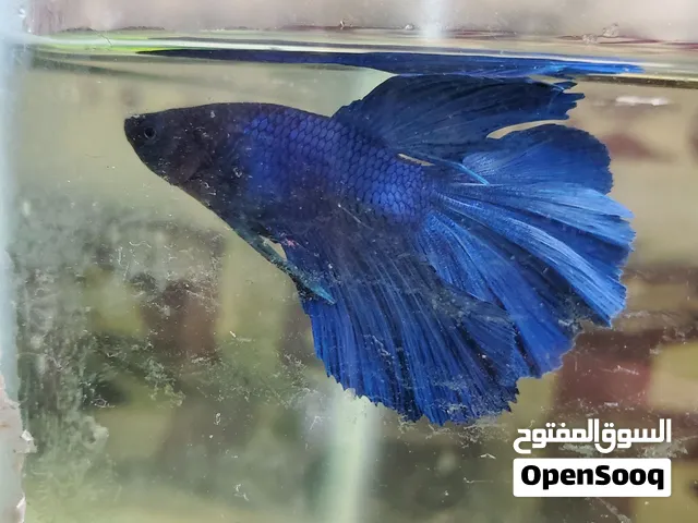 ذكر فايتر للبيع
