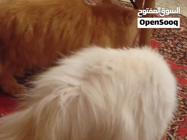 ذكر وانثي بيكي فيس