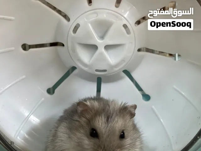 ذكر هامستر