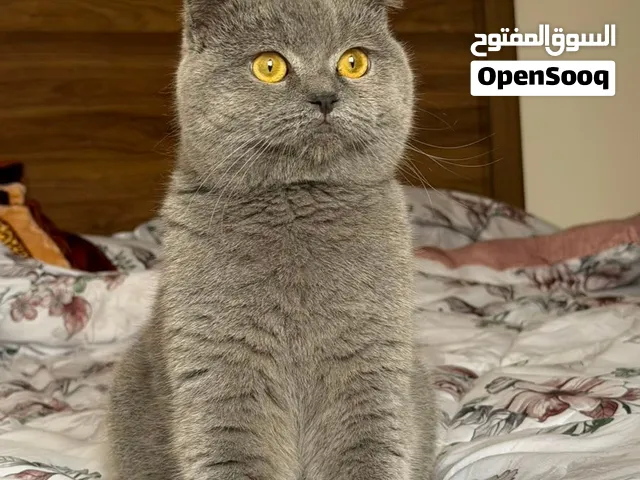 سكوتش فولد بيور