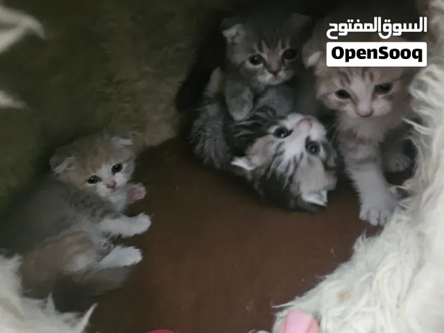 قطط سكوتش فولد بيور 100% اهالي مستوردين