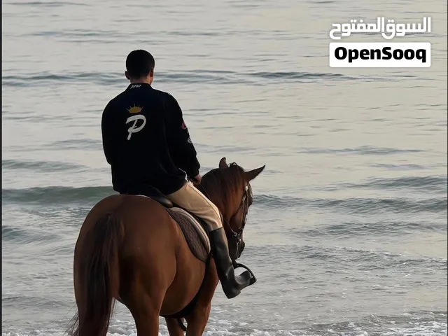 يوجد لدينا إيواء للخيل