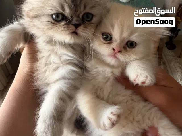 Chat persan