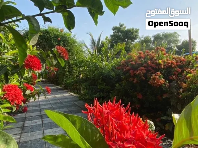 استراحه كروز بارك في صحار للإجار اليومي