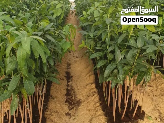 اشجار للبيع