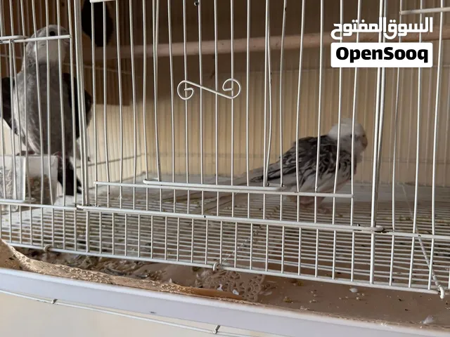 للبيع زوج كروان