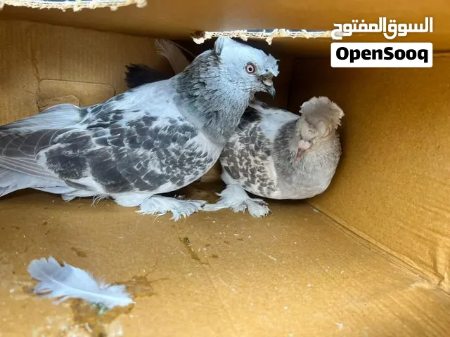 متوفر حمام بجميع انواعه