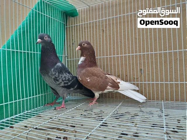 للبيع كويتي من ساس قلاب ذكر وانثى ب5ريال يوجد توصيل حسب الاتفاق واقبل البدل مع دجاج او مدينه