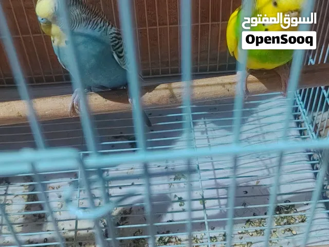 dammam almohmmadiya