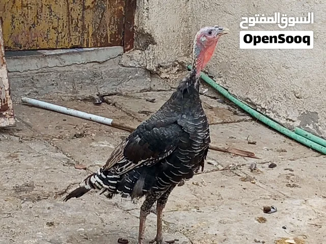 نثيه فسيفسه