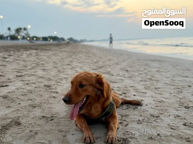 كلب جولداً للبيع