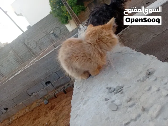 قط كلمني علا الرقم