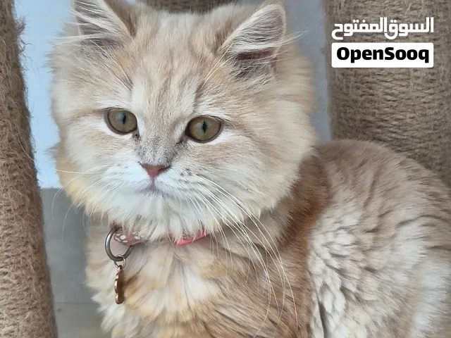 انثى شيرازي